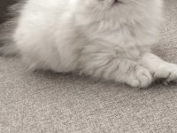 Yün Yumağı Çok Tatlı Chinchilla Yavrular