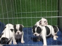Maskeli French Bulldog Bebekleri