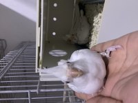 BEBEK YENİ DÜŞMÜŞ SULTAN PAPAĞANLARI