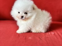 POMERANİAN BOO KREM VE BEYAZ ERKEK