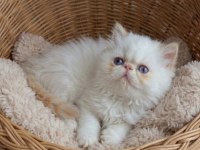 Safkan red point iran persian