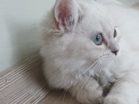 British longhair kızımıza yeni yuva