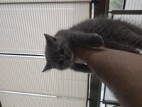 1.5 Aylık British Shorthair Yavrumuz