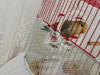 Sevda papağanı mı satıyorum