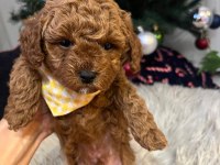 Orjinal toy poodle