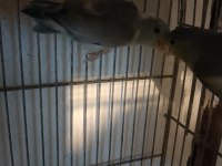 Bebek forpus papağanı vardır