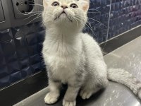 Blue tabby british shorthair kızım