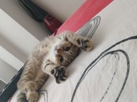 4 aylık scottish fold golden tabby - Lora