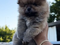 Pomeranian Yavrularımız 