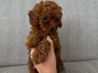 Orijinal toy poodle bebekleri