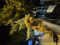 POODLE yavrum