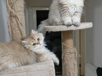 British longhair ny 12