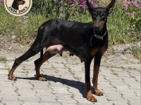 Doberman European