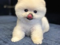 TEDDY SURAT POMERANİAN BOO YAVRULAR