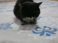 Dünyalar tatlısı kedimiz