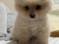 Pomeranian Boo