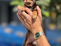 Chihuahua yavrularımız