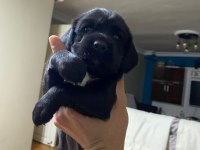 AMERİCAN COCKER VE CORGİ YAVRULARI