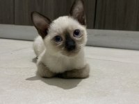 2.5 Aylık Erkek Siyam Kedisi