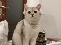 Ücretsiz british shorthair kedisi