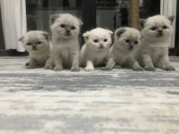 1 aylık yavrular scottish fold