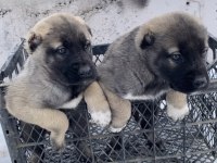 YURT DIŞI YURT İÇİ HER YERE KANGAL GÖNDERİM SAĞLANIR