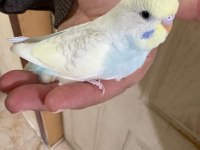 30 GÜNLÜK RENK GÜZELİ OĞLAN MUHABBET KUŞU
