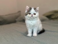 Van desen exotic shorthair yavrular