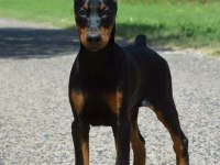 Estetikli doberman efsanevi yavrular