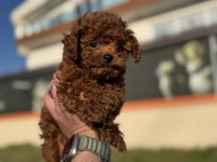 Petmode köpek çiftliğinden redbrown toy poodle yavrular