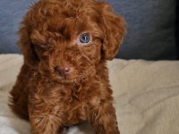 DARK BROWN KORE TOY POODLE BEBEKLER