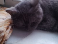 Yavru british shorthair