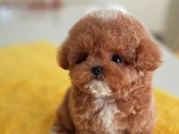 Saglık Ve Irk Garantılı Toy Poodle Yavrularım