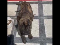 Güzel yapılı aşılı 3 aylık presa canario