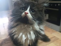Erkek Bi Color British Longhair
