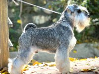 FCI şecereli Miniatute Schnauzer yavruları