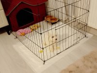Maltese terrier 2 aylık dişi yavru
