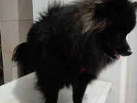 POMERANİAN 8 AYLIK AŞILARI YAPILDI ERKEK