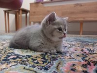 Orjinal british top kafa kediler