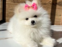 Pomeranian boo yavrumuz