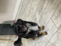 Çalıştığım için pekinez köpeğimiz
