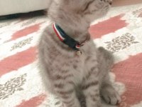 Kedimize acil yuva aranıyor ÜCRET TALEP ETMİYORUM