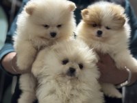 Ankranın en seçkin teddy face pomeranian yavruları
