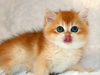 Mavi Gözleriyle Fark Yaratan Golden British Shorthair 