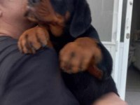 A Şecere Türkiye Grand Şampiyonu Rottweiler Yavruları
