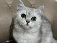 Teslime Hazır British Shorthair Yavrumuz