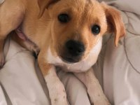 Jack Russell ile Pinscher Melezi