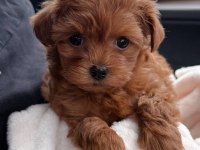 Maltipoo bebeklerimiz