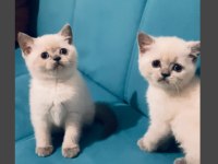 SAFKAN AYI SURAT BLUE POİNT BEBEK KEDİLER