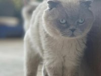 EV KEDİSİ BRITISH VE SCOTTISH FOLD İZMİR MANİSA